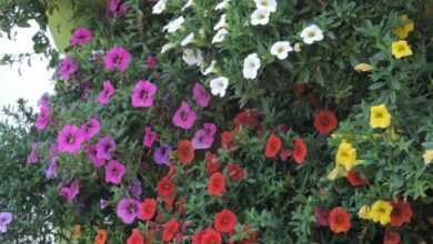 AliceCoetzee-2-4-21-gardening-April Planting pic 6 (Medium)