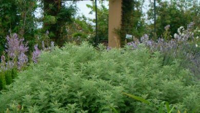 AliceCoetzee-21-05-21-gardening-grow your own- pic 1