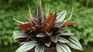 AliceCoetzee-23-07-2021-gardening-indoor plants photo 1 (Medium)