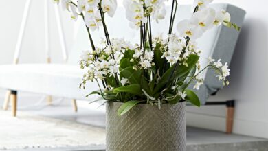 AliceCoetzee-23-4-21-gardening-indoor plants pic 3