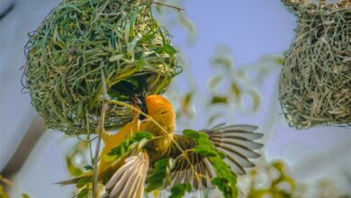 AliceCoetzee - 25-06-2021-gardening-birds -photo 1 (Medium)
