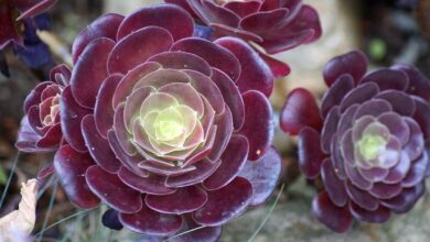 AliceCoetzee- 28-05-21-gardening-succulents -pic 5 Aeonium Velour (Medium)