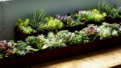 AliceCoetzee - 29-10-2021-gardening-growing succulents photo 1 (Medium)