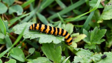 AliceCoetzee-30-07-2021-gardening-winter pests-photo 2