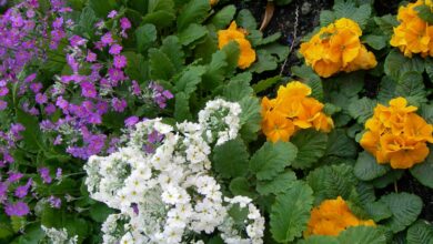 AliceCoetzee-30-4-21-gardening-winter garden planning pic 3