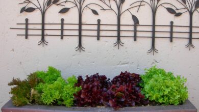 AliceCoetzee-9-4-21-gardening-veggies pic 5