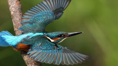 Birding weekend (Medium)