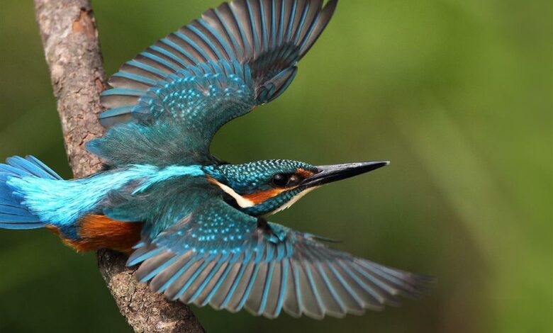 Birding weekend (Medium)