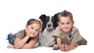 Choosing a dog Get It