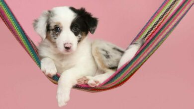 Cute border collie puppy lying down in a colorful hammock looking at the camera on a pink background