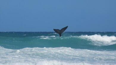 De Hoop - 2
