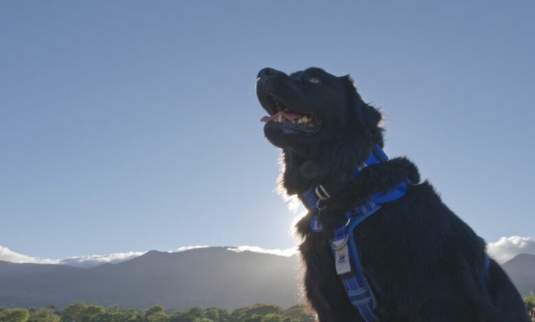Dog 1