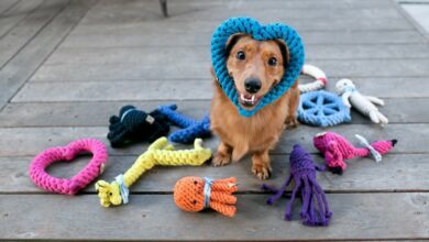 Dog Game 2