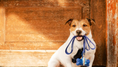 Dog ready for his walk