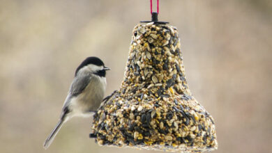Easy bird feeder your child will love making