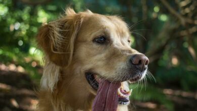 ElanaWagner-11-02-2022-Pets-SummerHealthHazards.1 (Medium)