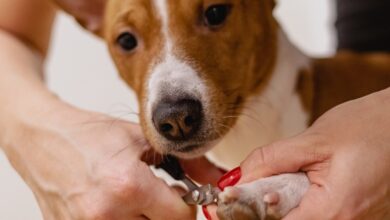 ElanaWagner-11-03-2022-Pets-NailClipping.1
