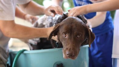ElanaWagner-15-10-2021-Pets-Bath.1 (Medium)