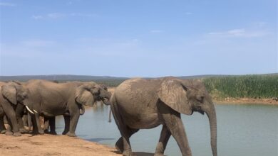 ellie at waterhole ADDO (Medium)