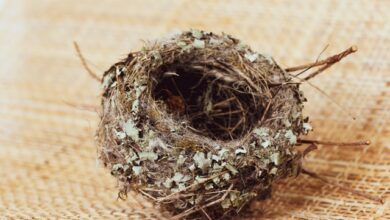 Empty Nests: One mom recounts her personal experience