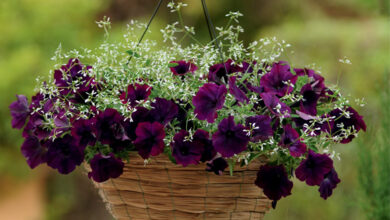 Gardening-website-
