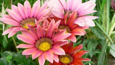 Gazania (Medium)