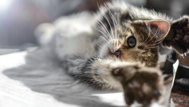 kitten-cat-cute-pet-_05695_tn