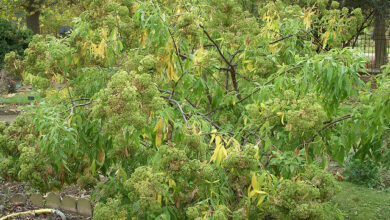 parsley tree