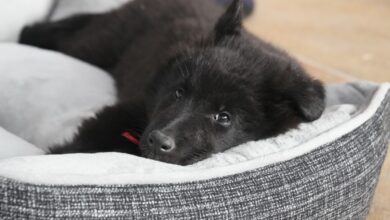 pet