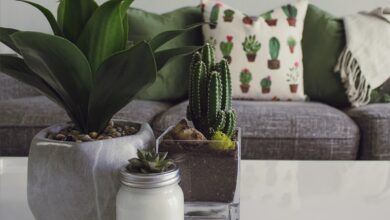 pexels-designecologist-1005058 (1)