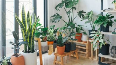 pexels-huy-phan-3076899