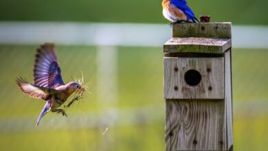 pexels-kevin-blanzy-1156507