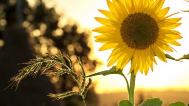 pexels-pixabay-33044