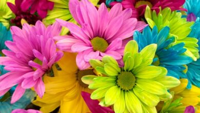 pexels-unchalee-srirugsar-70330