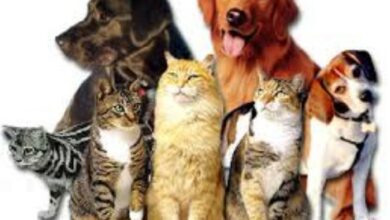 Pros and cons of kennels boarding your pets