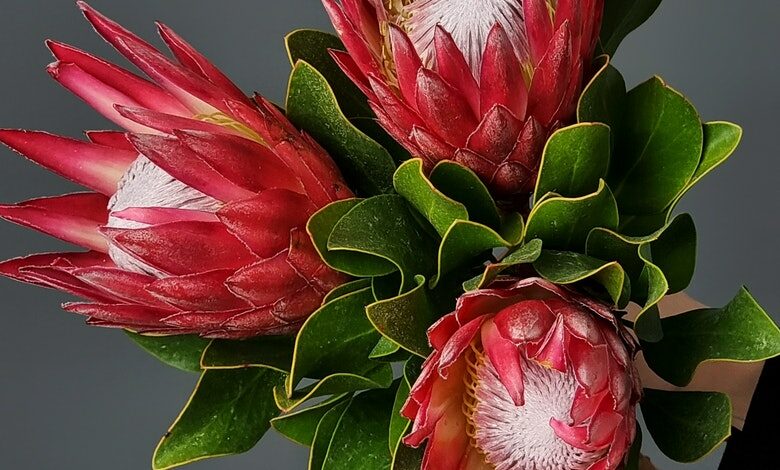 Proteas