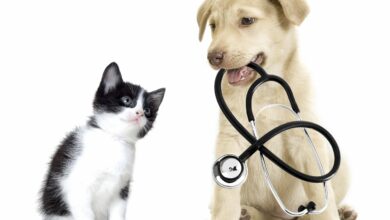 rialienfurstenberg-30-04-2021-lifestyle-pet check up-photo