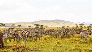 safari