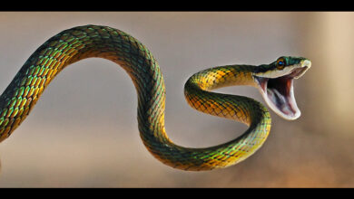 Snake-Bite-Caxton-East-South