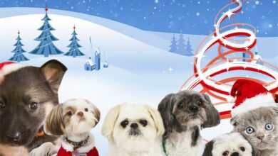 SPCA Cheer Fund _635899621