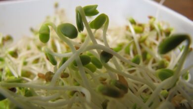 sprouts (Custom)