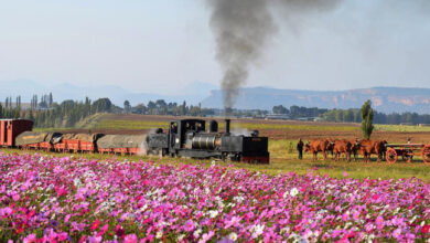 The-Spring-Steam-Festival