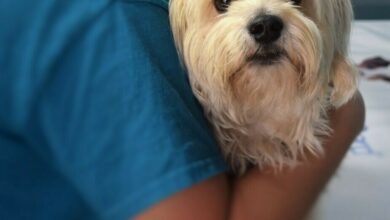 Therapy Dog