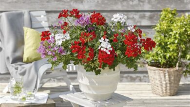 Villetta Lilac, Villetta White, Villetta Red