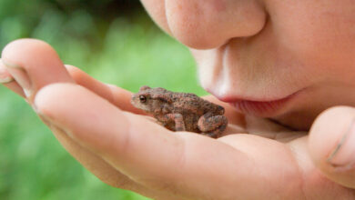 Warts: What’s that spot your child’s got?