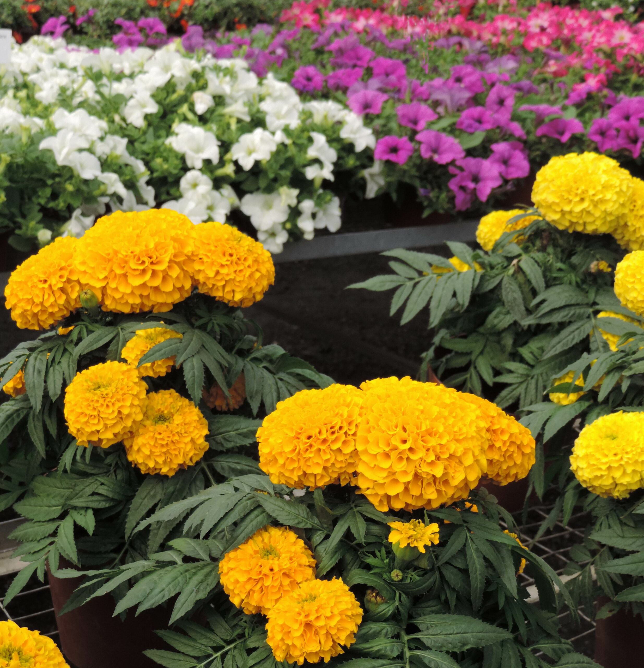 Alice Coetzee- 02-09-2022-gardening- summer flowers- photo 1