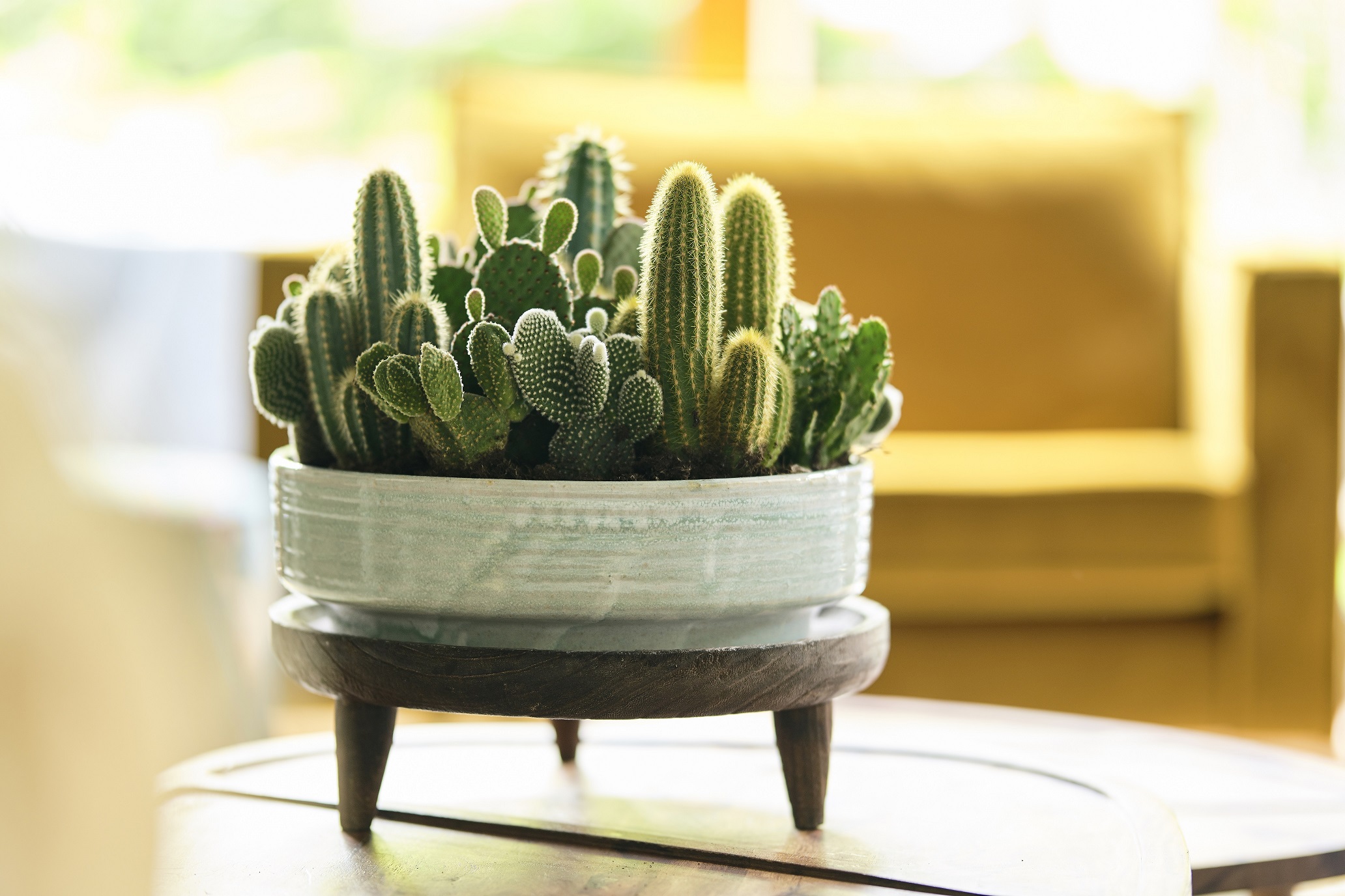 Alice Coetzee - 26-08-2022- gardening - indoor plants photo 1
