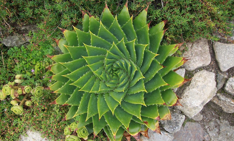 aloe