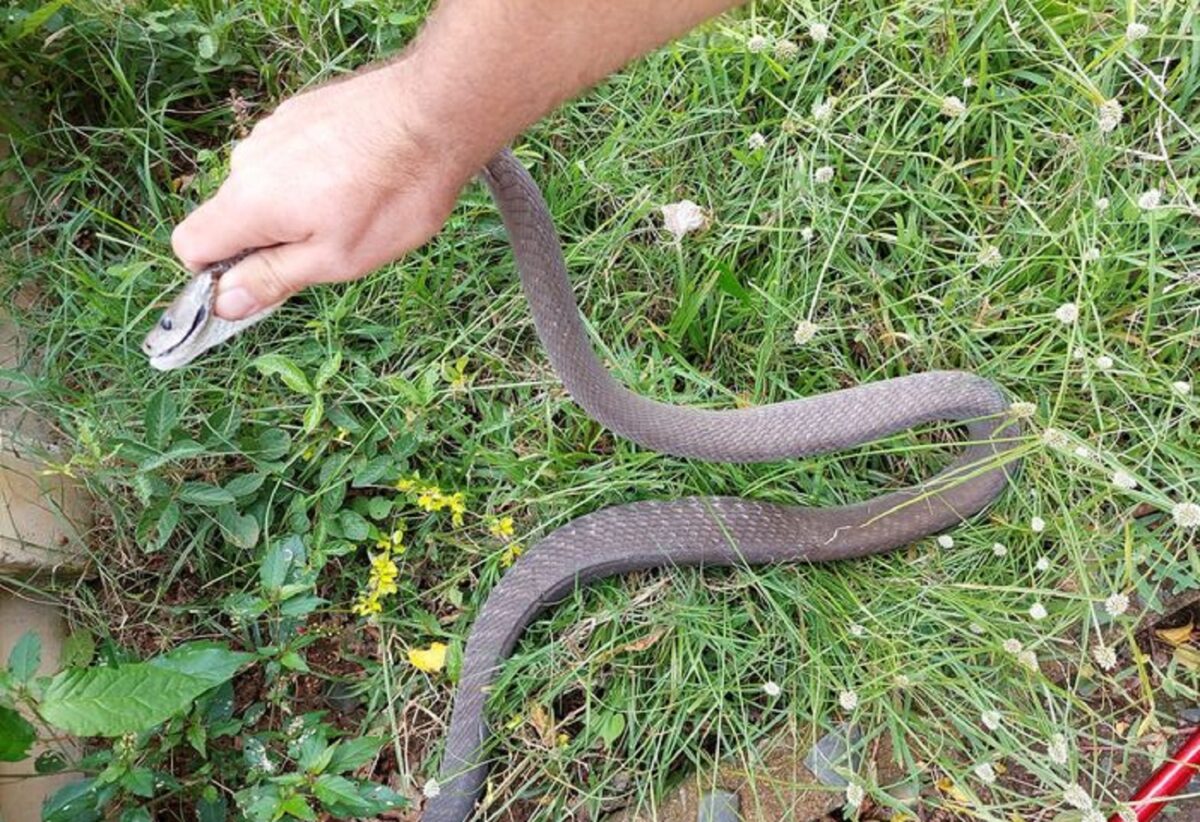 Close encounter as deadly snake slithers between Durban snake catcher’s ...