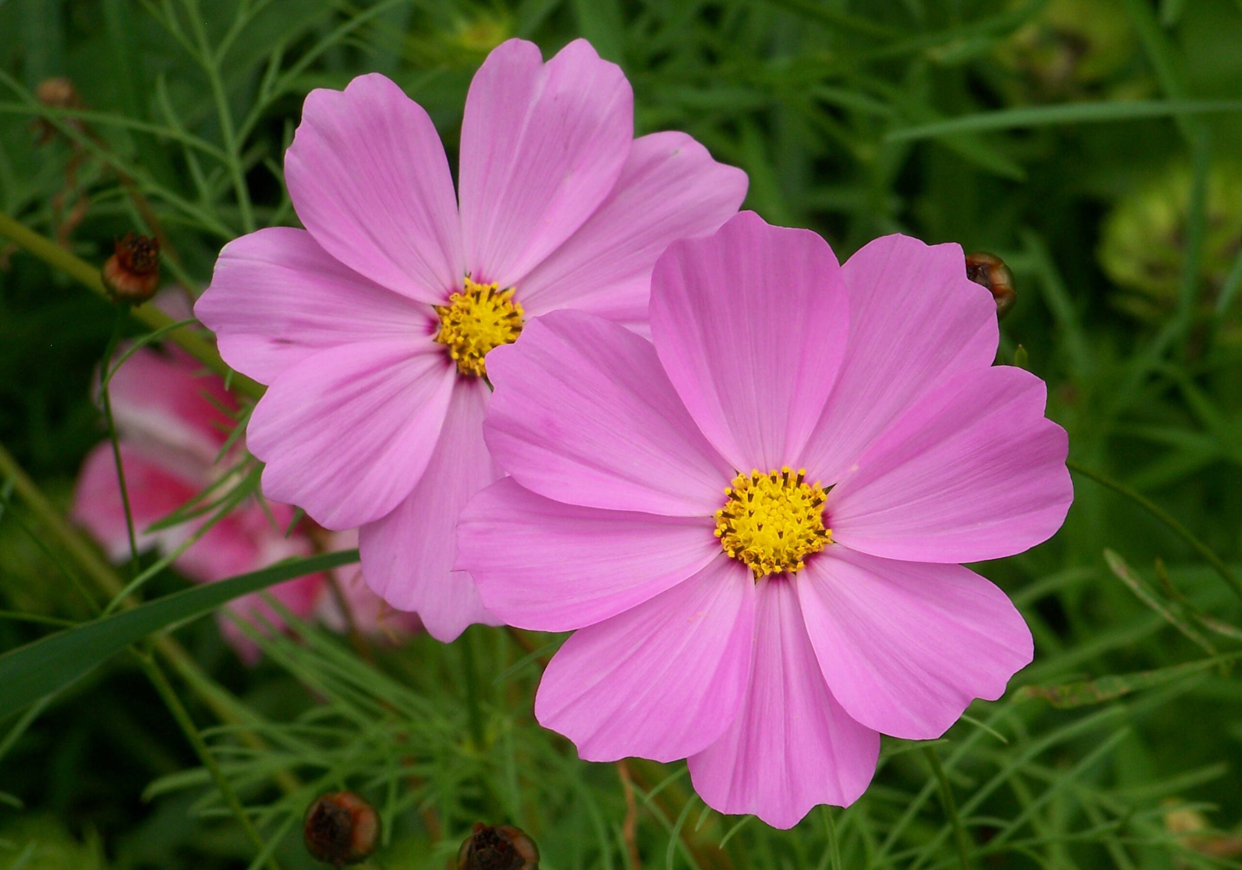 Alice Coetzee -13-01-2023 -gardening- grow your own - photo 3